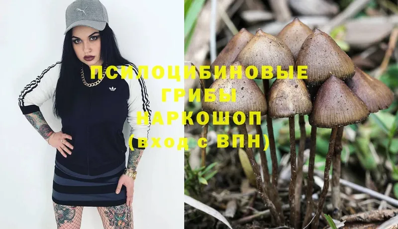 Галлюциногенные грибы Cubensis  Данков 